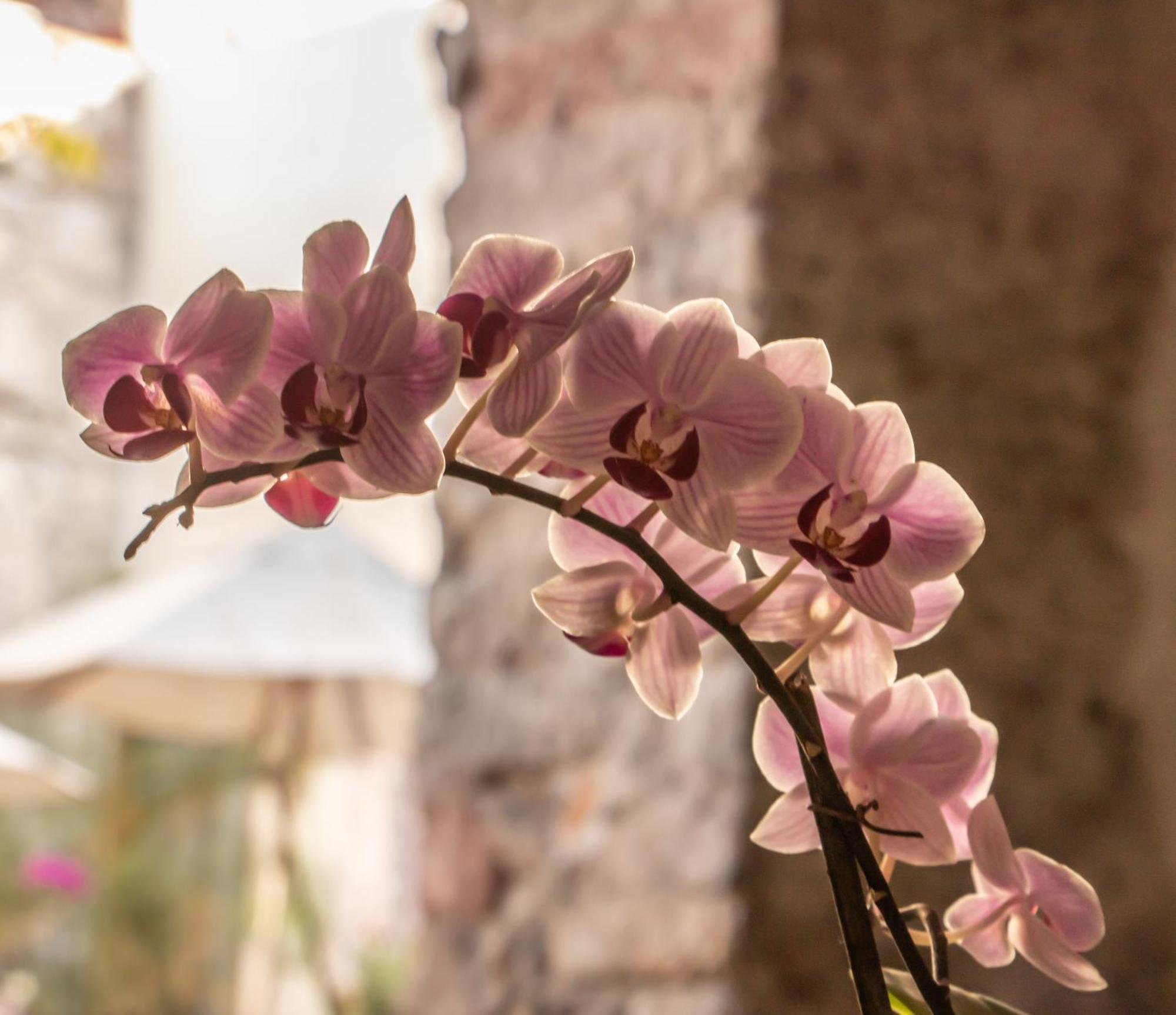 Orchid House סאן מיגל דה אלנדה מראה חיצוני תמונה